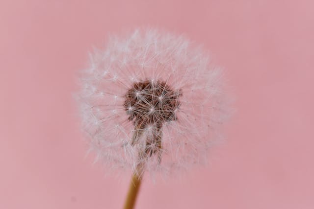pexels-didsss-2317874.jpg